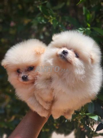 Spitz nain chiot toy - 2