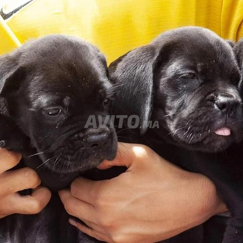Chiot Cane Corso de race - 2