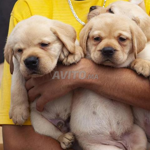 Chiot Labrador Sable - 2