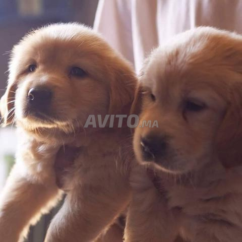 Chiot Golden Retriever - 2