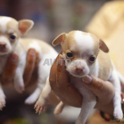 Chihuahua - 2