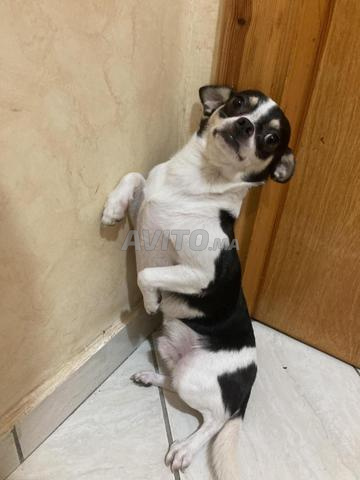 Chien nommé Oreo à vendre - 2
