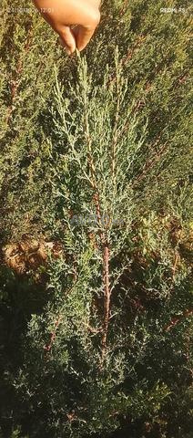 Cyprès Leyland Chibri - Livraison Partout Maroc - 2