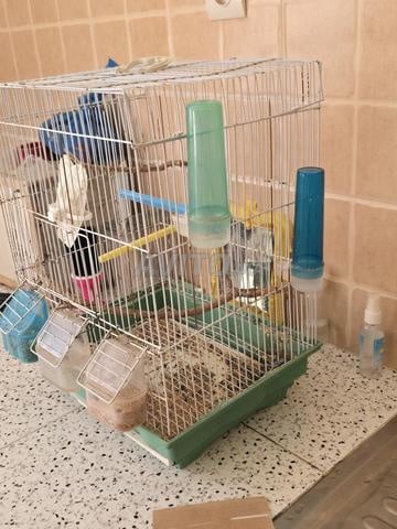 Grande cage à oiseaux - 2