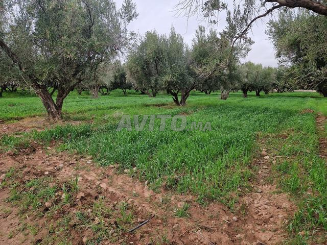 Terrain Titré, 6 Hectares – Route Ourika, Marrakech - 2