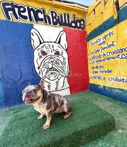 Bouledogue français - 2