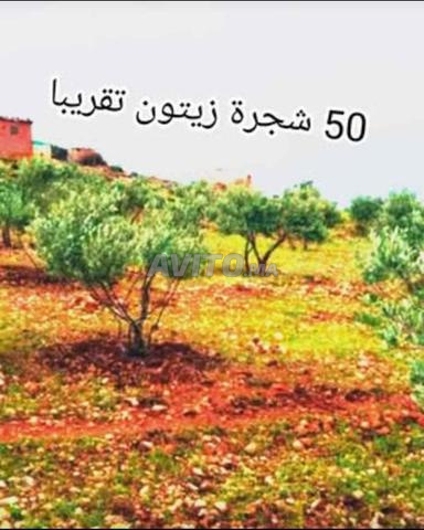 Terrain à vendre à 5 km de Safrou - 2
