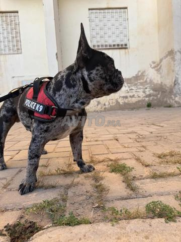 بولدوج فرنسي ميرل لون نادر - 2