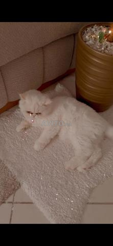 Chatte Persane authentique en bonne santé - 2