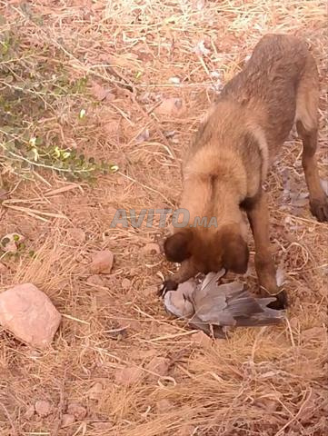 Chien malinois à vendre - 2