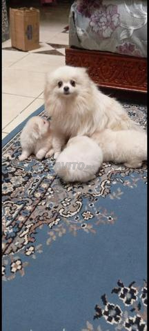 Bichon Maltais Toy - 2