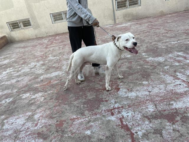 كلب دوغو أرجنتينو ذكر عمره 8 أشهر - 2
