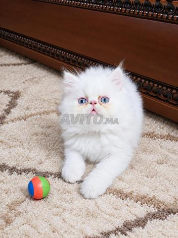 chaton persan - 2