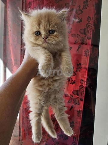 chaton persan