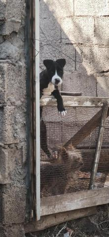 Chiot Staffie américain - 2