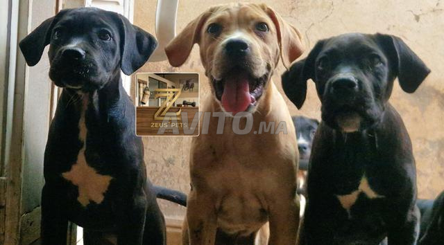 Cane Corso - 2