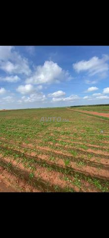 Terrain agricole enregistré - 2