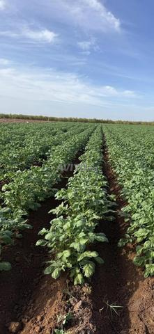 2 hectares et demi irrigués à vendre