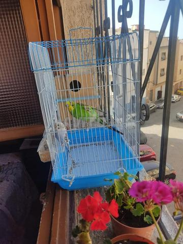 ببغاوات صغيرة ذكر وأنثى بقفص بكل شيء - 2