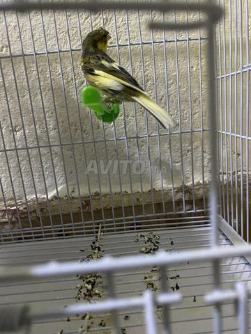 Couple canaris - 2