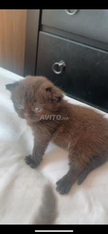 Très beau chaton Scottish fold marron chocolat