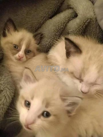 قط شيرازي صغير بسعر جيد - 2