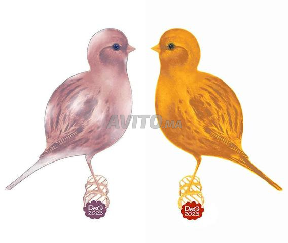 Canari Fife Fancy - 2