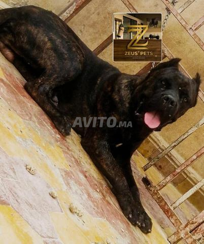 Cane corso
