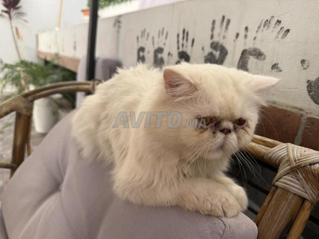 Chat persan mâle à vendre