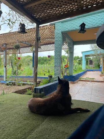 Chien Malinois - 2