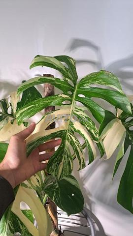 Plante Monstera Albo - 2