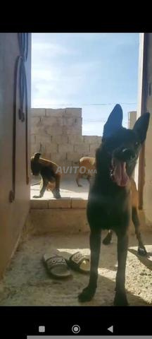 Malinois charbonné - 2