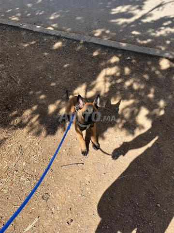 Berger malinois - 2
