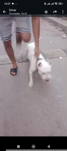 Dogue Argentin - 2