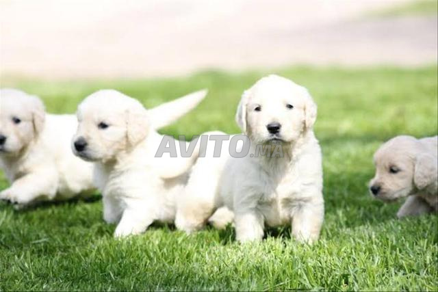 Golden Retriever chiot de race