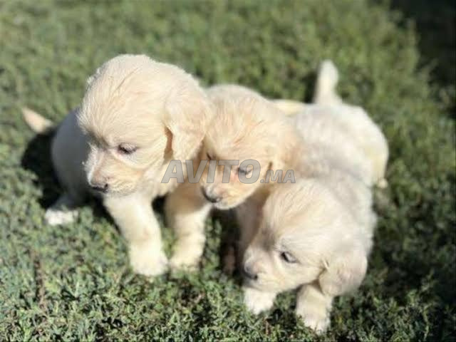Chiot Golden Retriever avec pedigree - 2