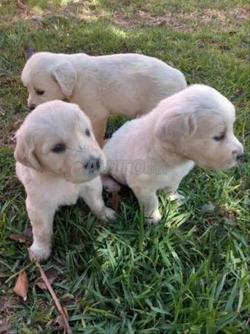 Chiot Golden Retriever avec pedigree