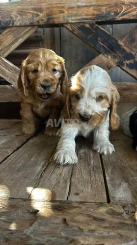 Chiot Cocker Spaniel - 2