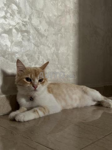 Chat persan à vendre - 2