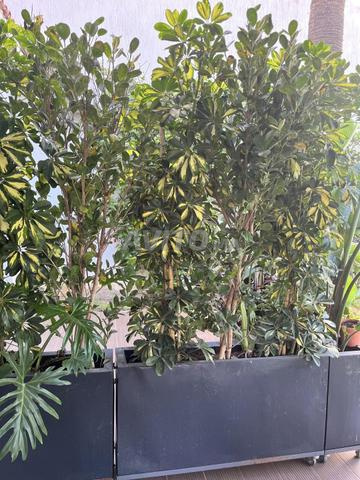 Plantes pour jardin - 2