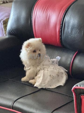 Chiot Spitz Pom - 2