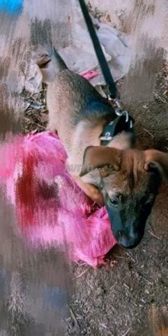 Chiots Malinois de Berger Allemand - 2