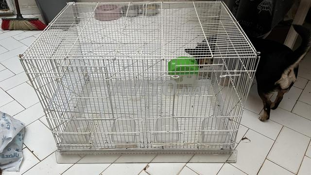 Cage à oiseaux - 2