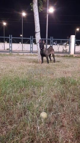 Super femelle charboni malinois - 2