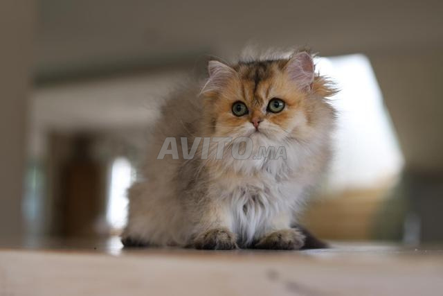 Chatons Scottish Longhair avec pedigree WCF - 2