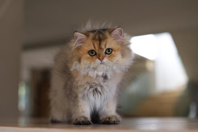 Chatons Scottish Longhair avec pedigree WCF