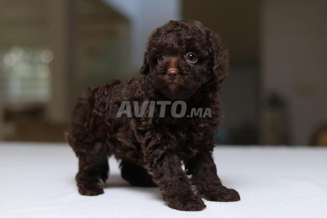 Poodle teacup/toy femelle CHOCOLAT pedigree MKC