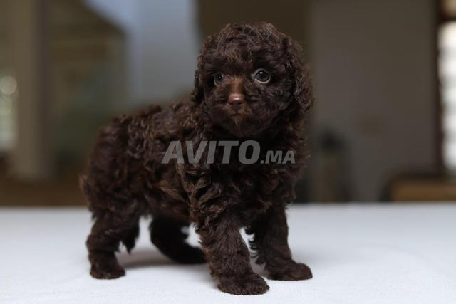 Poodle teacup/toy femelle CHOCOLAT pedigree MKC