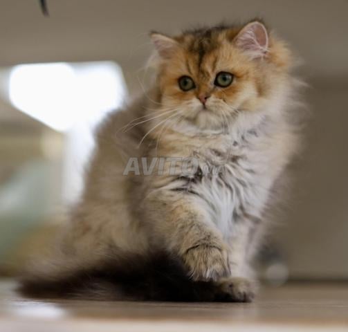 بريطاني وشوتلندي لونغهير بسلالة