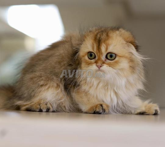 بريطاني وشوتلندي لونغهير بسلالة